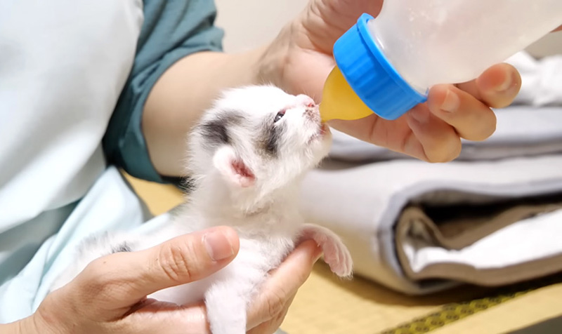 ミルクを飲む子猫