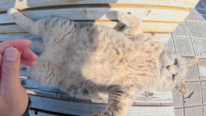 ヘソ天ポーズを披露する猫