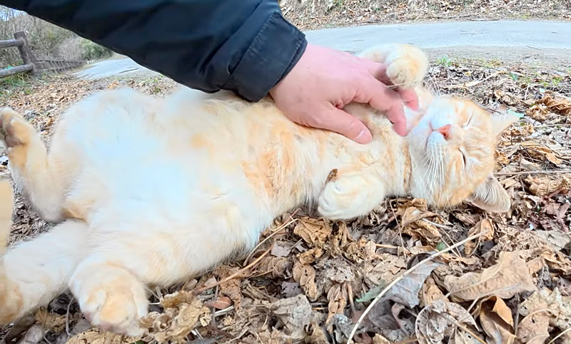 お腹丸出しで甘える猫