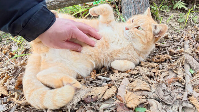 お腹丸出しで甘える猫