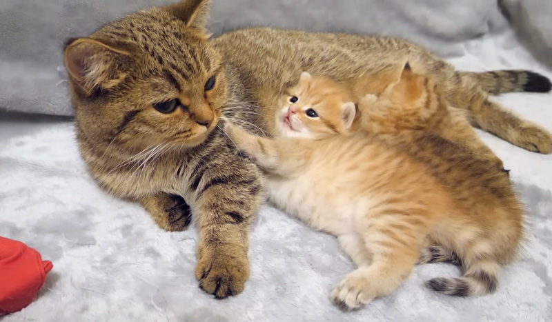 お母さんのお腹に寄り添う子猫