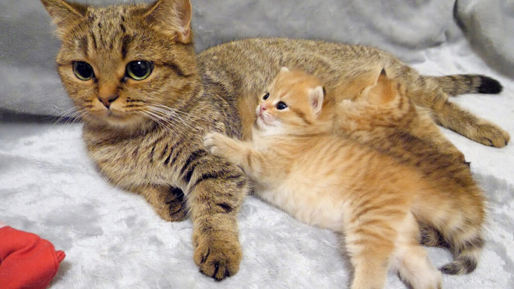 猫ママさん ママ猫のお腹が最高に気持ち良すぎた子猫。その可愛い姿に癒される