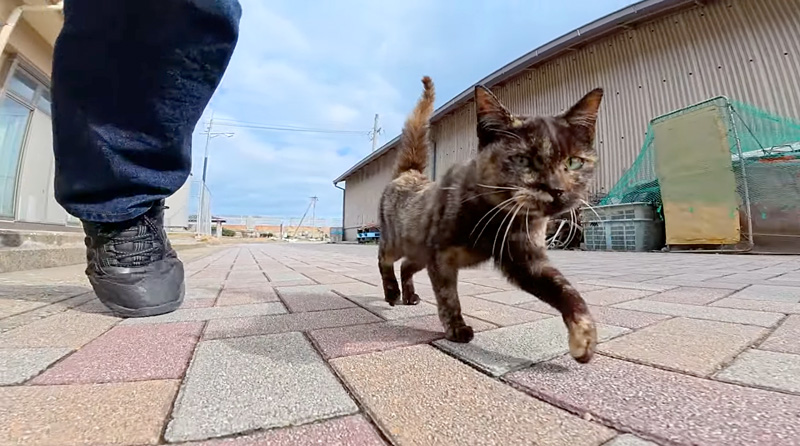 歩く子猫