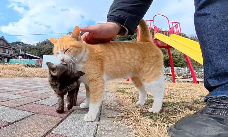 子猫と猫