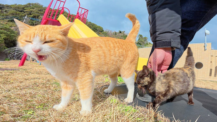 子猫と猫