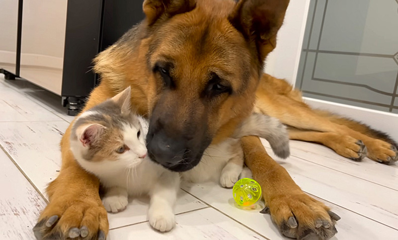 仲良しな犬と猫