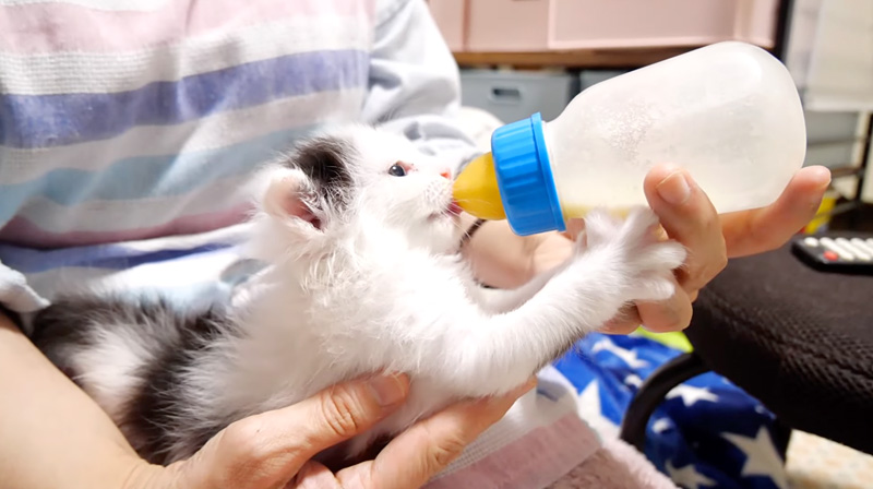 ミルクを飲む子猫