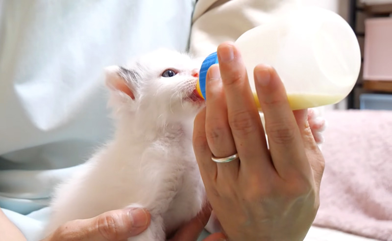 ミルクを飲む子猫