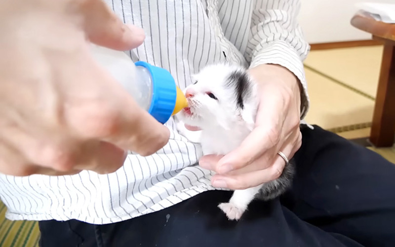 ミルクを飲む子猫