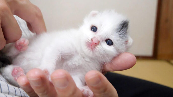 手の平の子猫