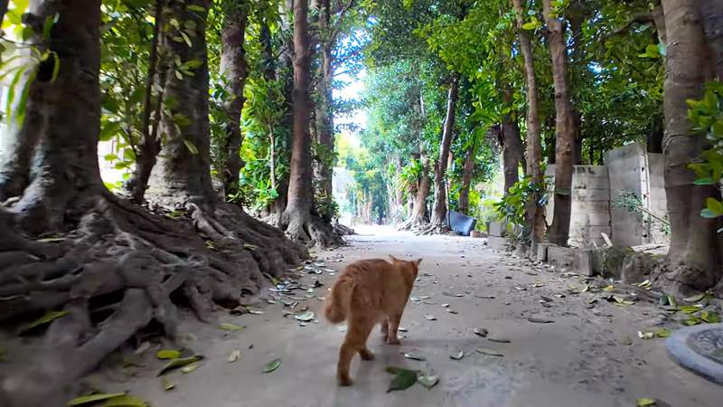 並木道を歩く猫