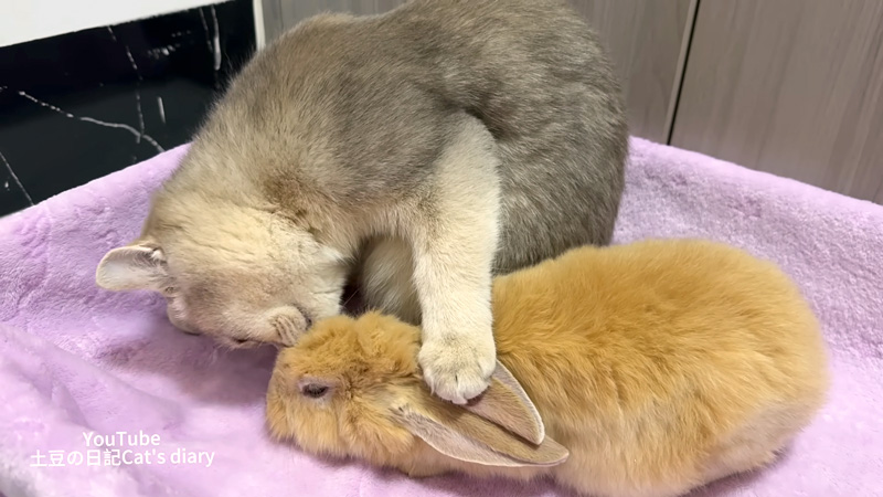 ウサギが気になる猫