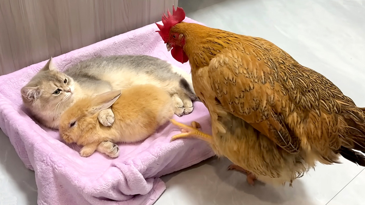 子猫と一緒に幸せそうに眠り始めたウサギ。するとニワトリが激しく嫉妬