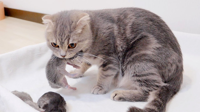 子猫を咥えて運ぶ母猫