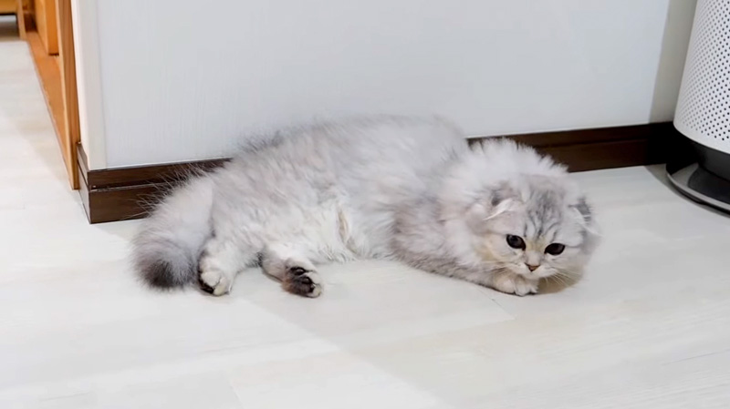 眠くなる子猫
