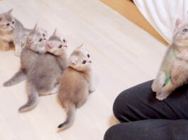 遊びの順番待ちをする子猫達