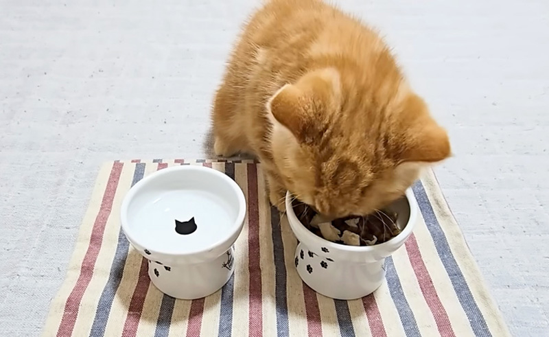 ご飯を食べる子猫