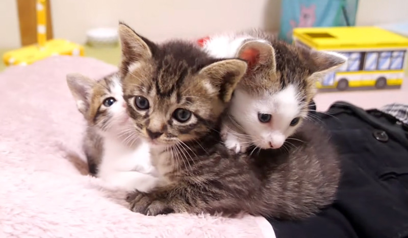 膝の上の子猫達