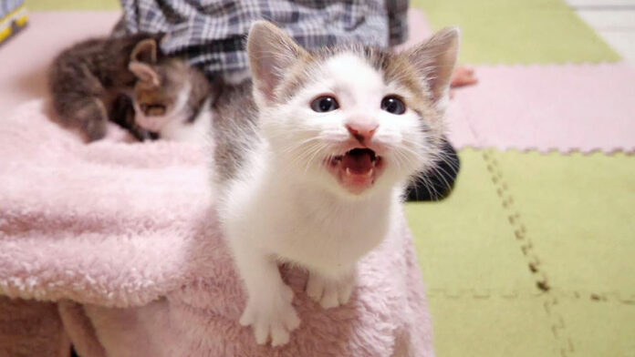 膝の上で鳴く子猫