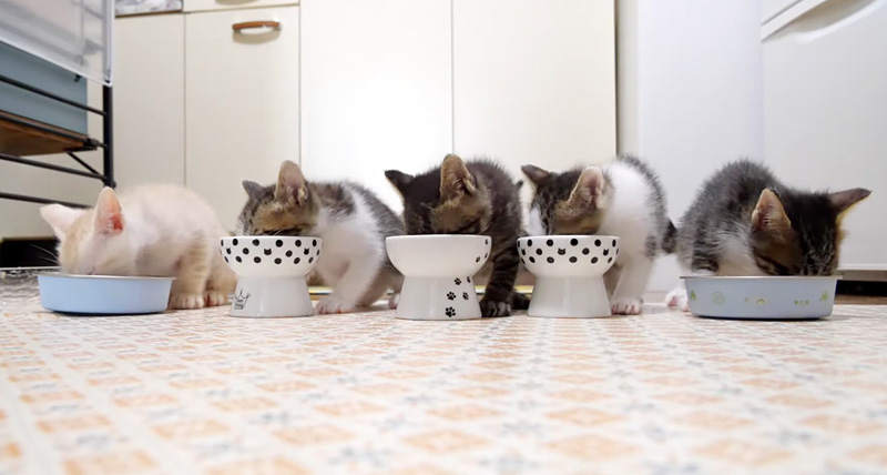 ご飯を食べる子猫達