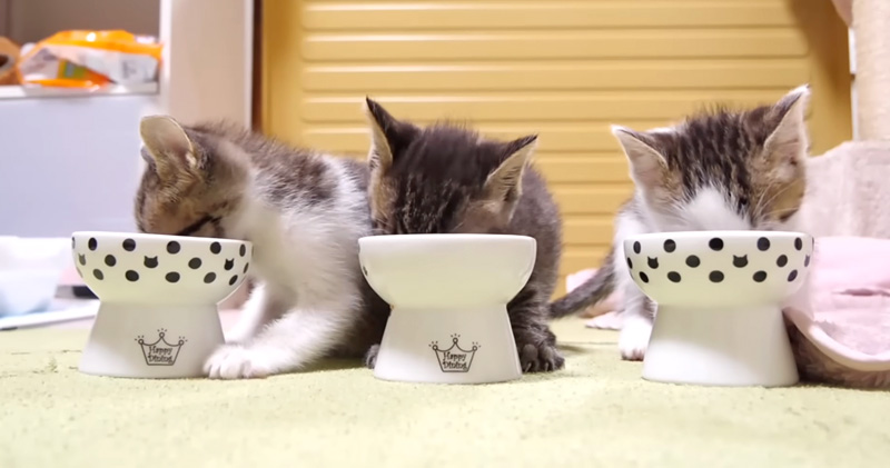 ご飯を勢いよく食べる子猫達