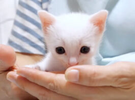 至福タイムの子猫