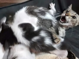 子猫達を育てる母猫