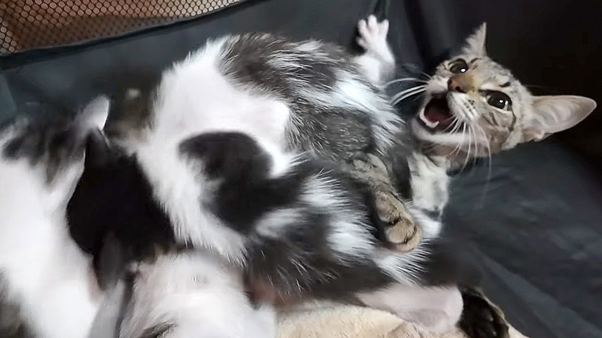 1.9kgしかないガリガリな母猫が子猫を拒絶。初めての育児に奮闘する姿