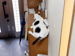 下駄箱に登れなくなった猫