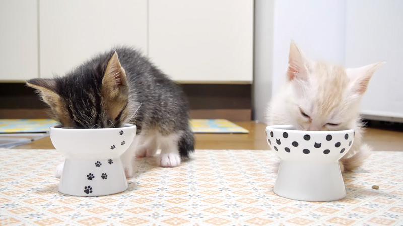 ご飯を食べる子猫達