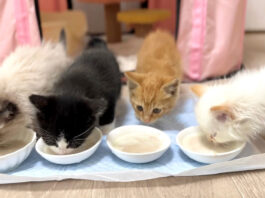 ご飯を食べる子猫達