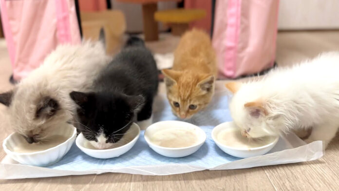 ご飯を食べる子猫達