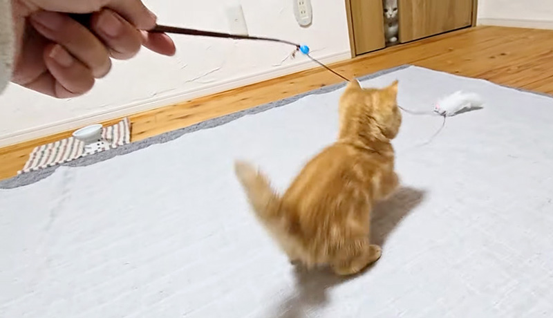 オモチャで遊ぶ子猫