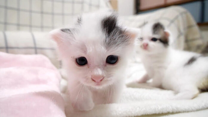 初めて離乳食に挑戦する子猫