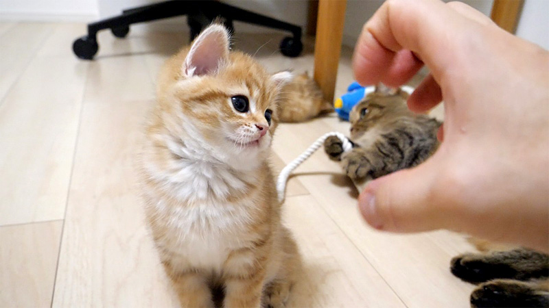 飼い主さんの手に戦いを挑まれた子猫