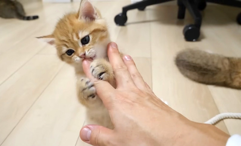 飼い主さん手をペロペロする子猫