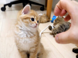 飼い主さんの手に戦いを挑まれた子猫