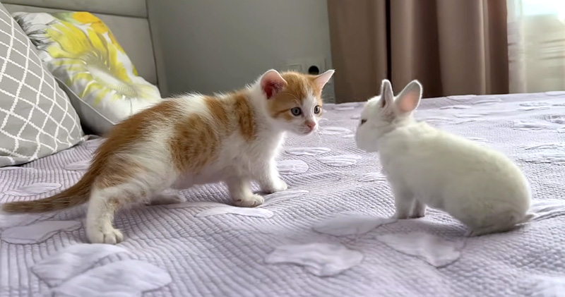 近づく子猫と子ウサギ