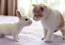 初めて会った子猫と子ウサギ