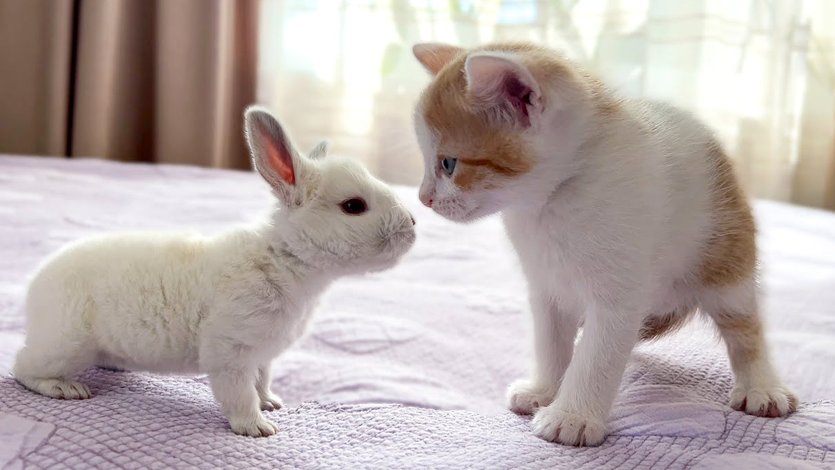 子ウサギと初めて会った子猫。グイグイ来る子ウサギに対する反応が