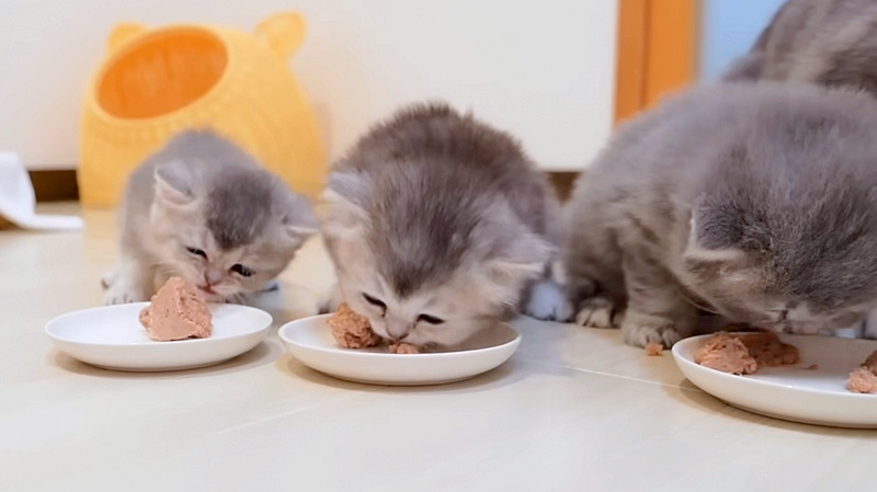 ご飯を食べる子猫達