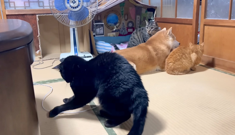 遊ぶ黒猫