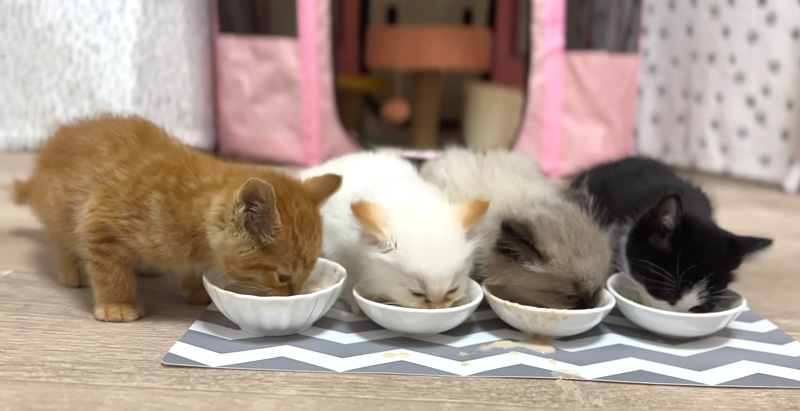 ご飯を食べる子猫達