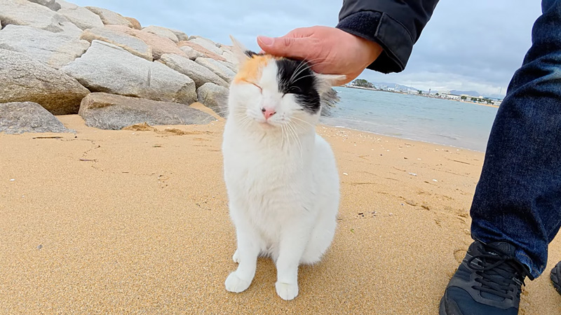 撫でられる猫