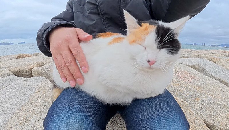 膝の上の猫