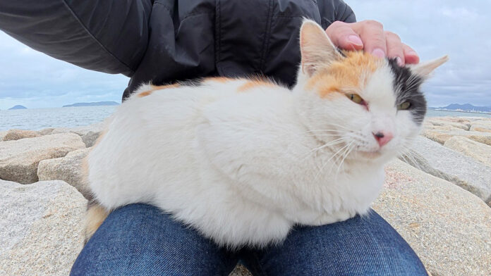 膝の上の猫
