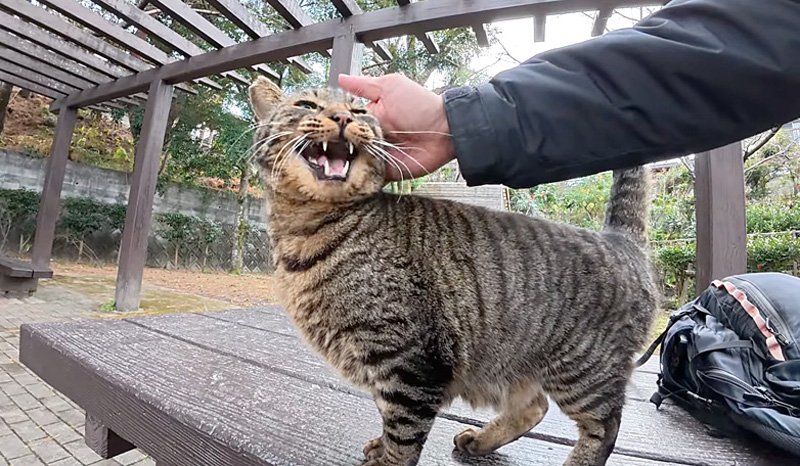 撫でられる猫