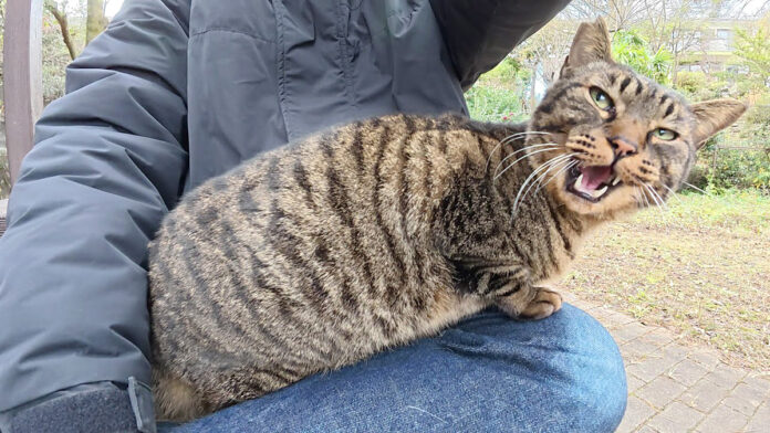 膝の上に乗る猫