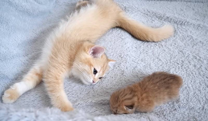 赤ちゃん猫を見守る子猫