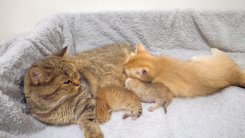 ミルクを飲もうとする子猫